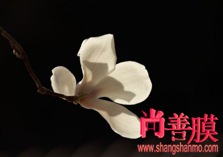 彩神8